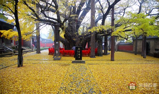 葉落鋪滿定林寺，猶如黃金地毯 （大眾網(wǎng)記者 張希嘉 攝）