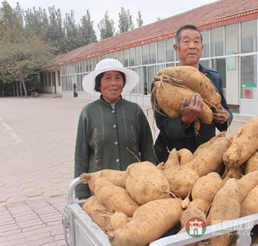 史同海、孫成菊夫婦與他們的地瓜