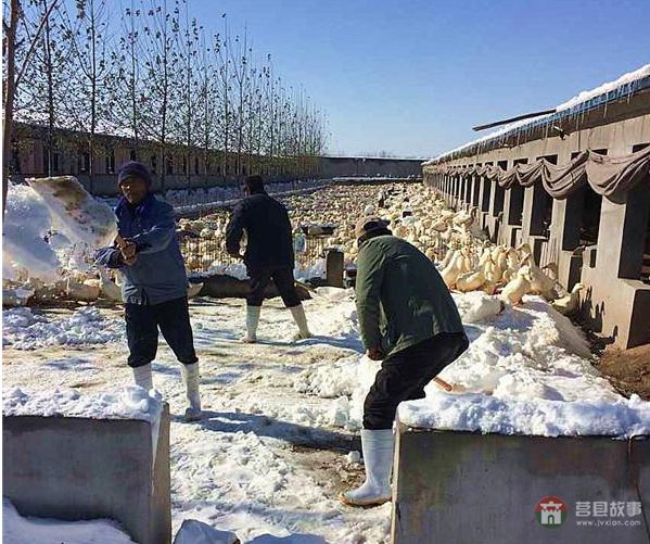 莒縣大雪鴨場(chǎng)損失300萬，天災(zāi)人禍誰來償