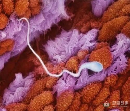 【真知】男人液體進(jìn)入女人體內(nèi)后發(fā)生的“化學(xué)反應(yīng)”，太震撼了……