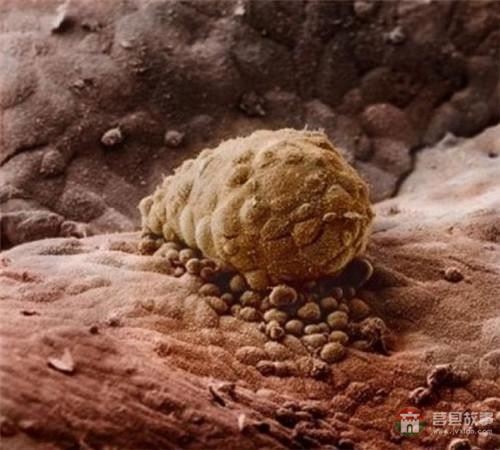 【真知】男人液體進(jìn)入女人體內(nèi)后發(fā)生的“化學(xué)反應(yīng)”，太震撼了……