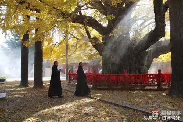 一個(gè)傳說故事，保護(hù)了莒縣千年銀杏到現(xiàn)在！