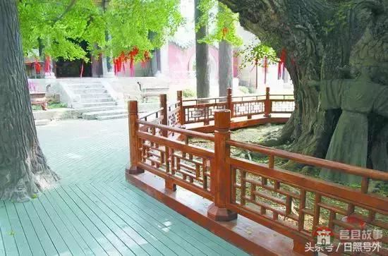 一個(gè)傳說故事，保護(hù)了莒縣千年銀杏到現(xiàn)在！