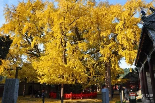 再過幾天，莒縣這個(gè)地方要火……先睹為快！