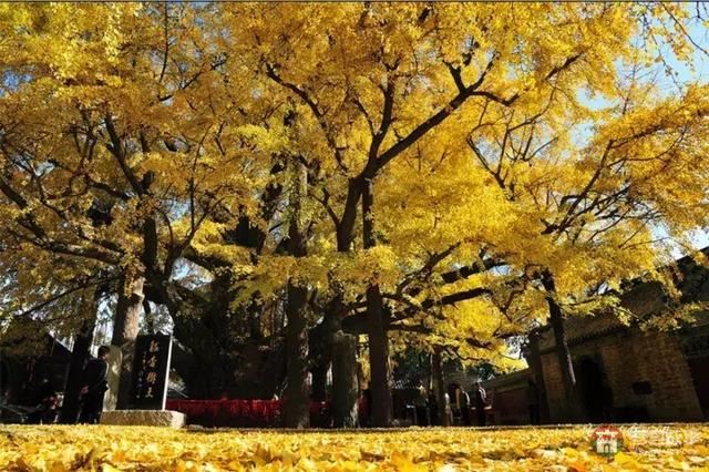 再過幾天，莒縣這個(gè)地方要火……先睹為快！