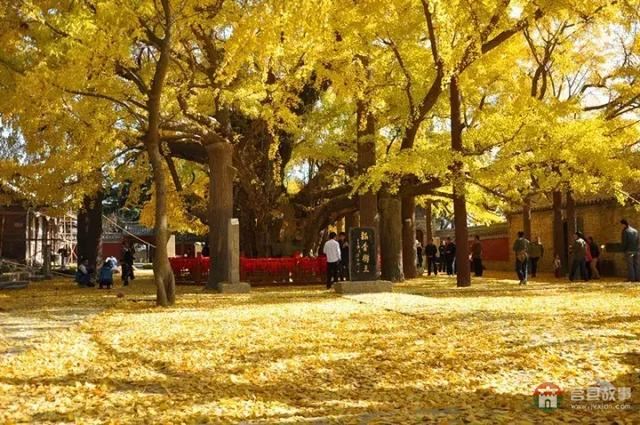 再過幾天，莒縣這個(gè)地方要火……先睹為快！