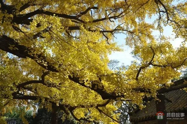 再過幾天，莒縣這個(gè)地方要火……先睹為快！