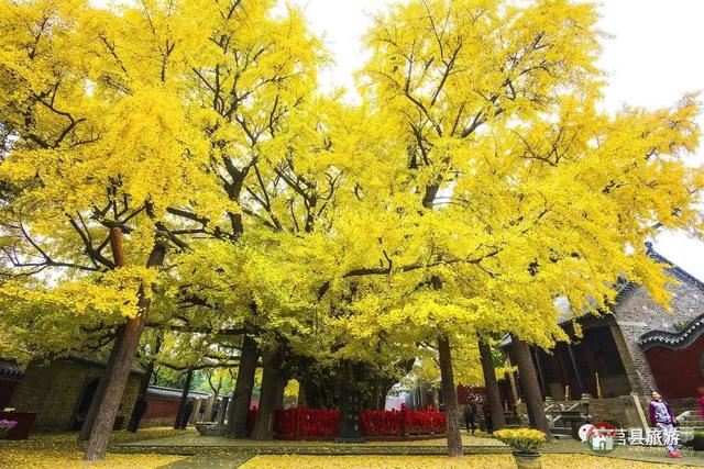 厲害了，大莒縣！