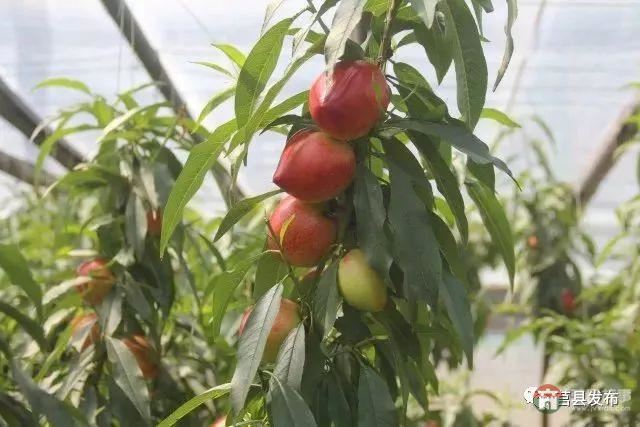 剛剛上市！莒縣這里好大一個“小油桃”，一年能賣3個億