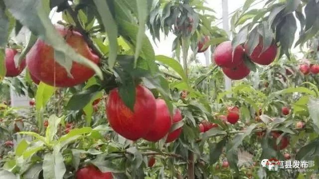 剛剛上市！莒縣這里好大一個“小油桃”，一年能賣3個億