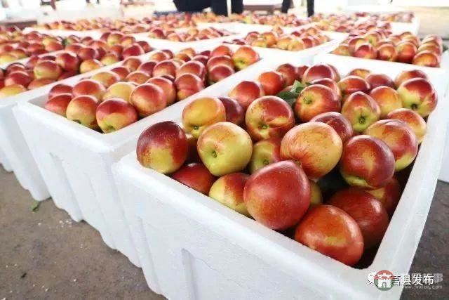 剛剛上市！莒縣這里好大一個“小油桃”，一年能賣3個億