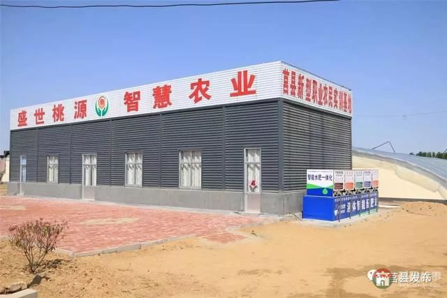 剛剛上市！莒縣這里好大一個“小油桃”，一年能賣3個億