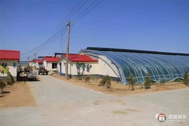 剛剛上市！莒縣這里好大一個“小油桃”，一年能賣3個億