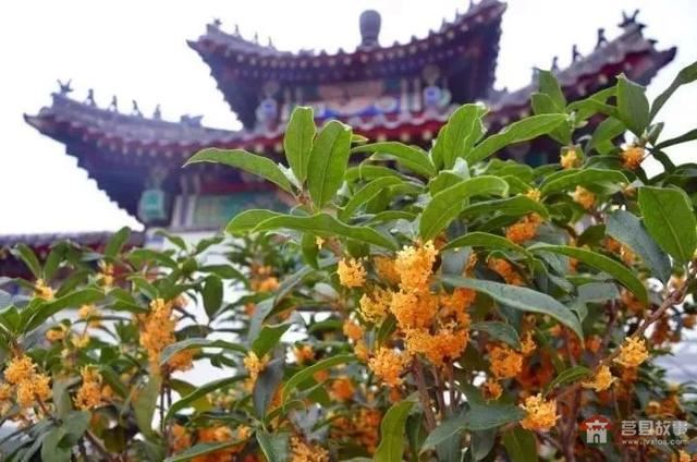 國慶假期莒縣最新“旅行情報圖”，為你泄密哪里“人從眾”
