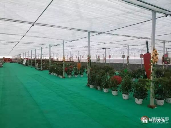 總投資1.2億元！莒縣這個(gè)“后花園”2020年上半年開門納客